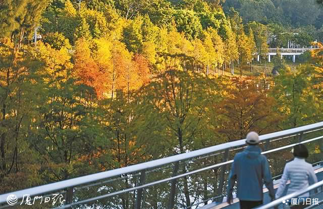 层林尽染！厦门落羽杉正当红