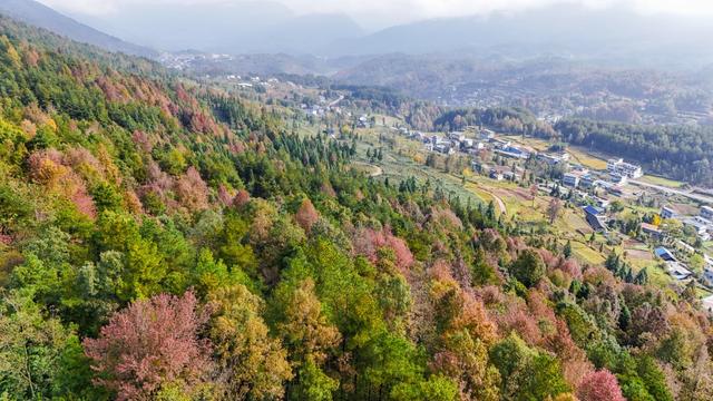 印江:万亩枫林绘就初冬绚烂画卷