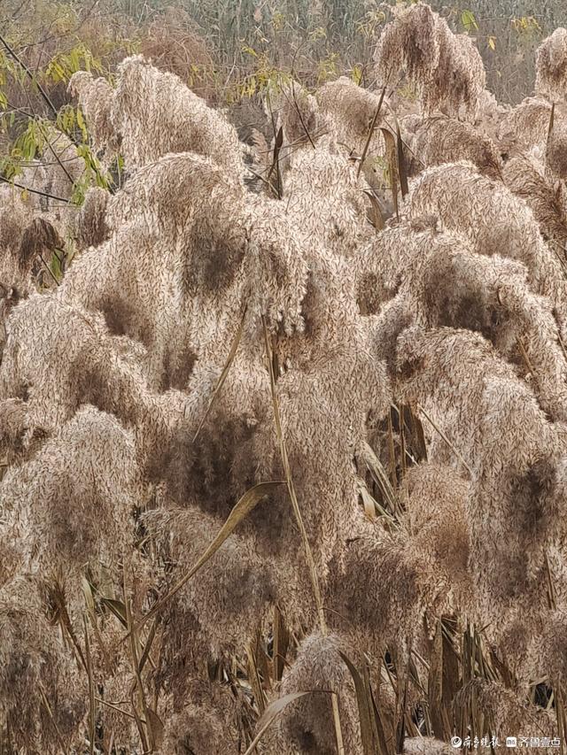 湿地片片芦花开，寒风阵阵景色美