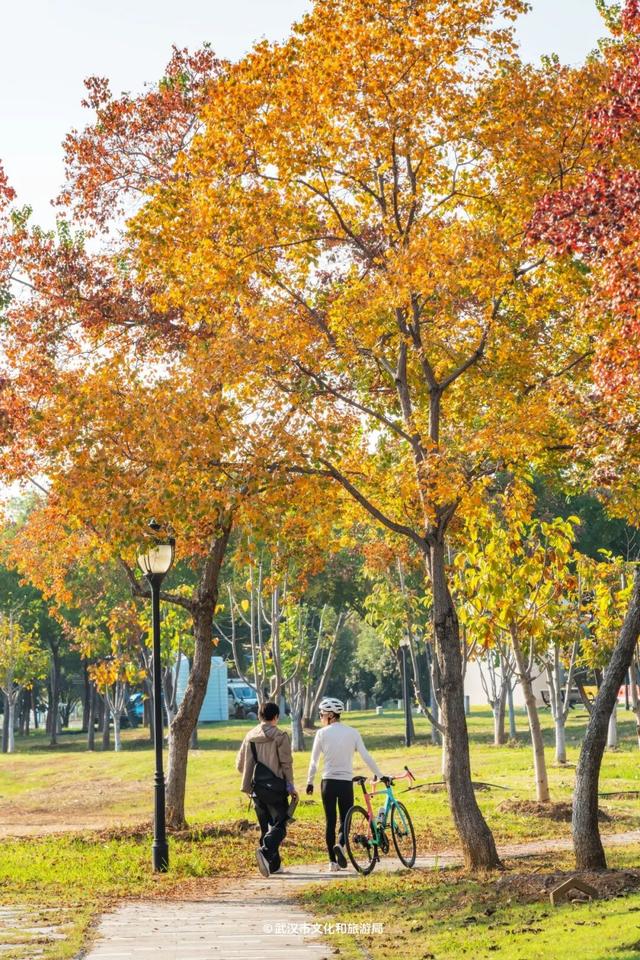 实况！武汉彩叶季来了，这些地方最出片