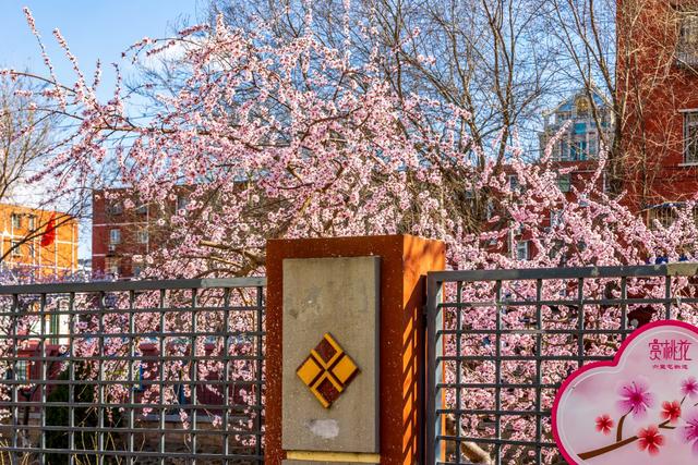 惊艳！北京十里堡桃花绽放，诉说春日浪漫