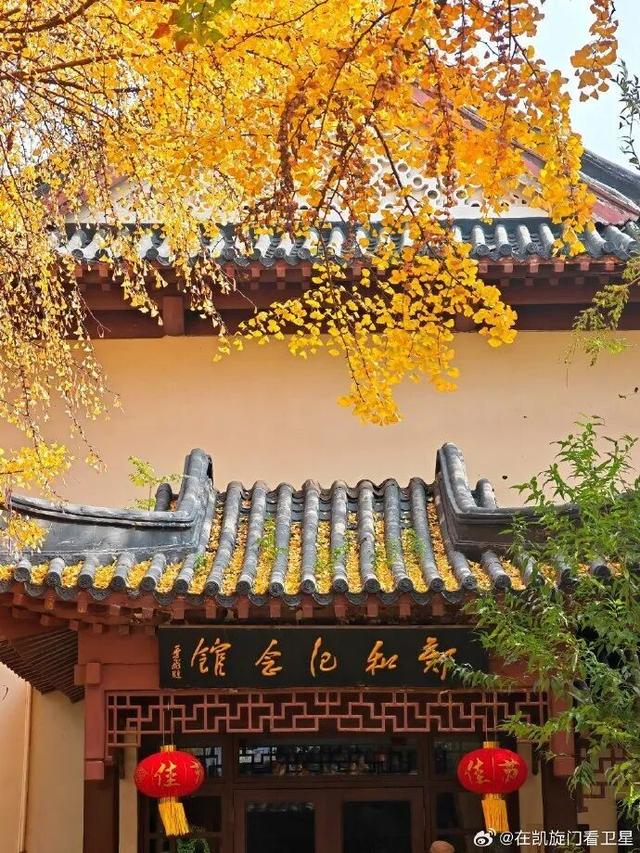 “西红柿炒蛋树”排队？快来秦淮开启“金黄时刻”！