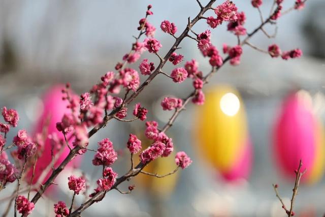 快冲！即将开遍日照！