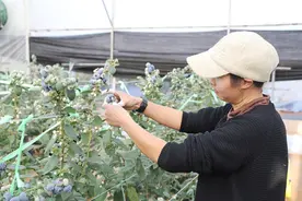 麒麟区：冬蓝莓铺就致富“莓”好蓝图图片