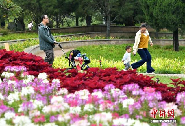 国庆中秋假期里的“花地毯”——石家庄植物园草花扮靓金秋