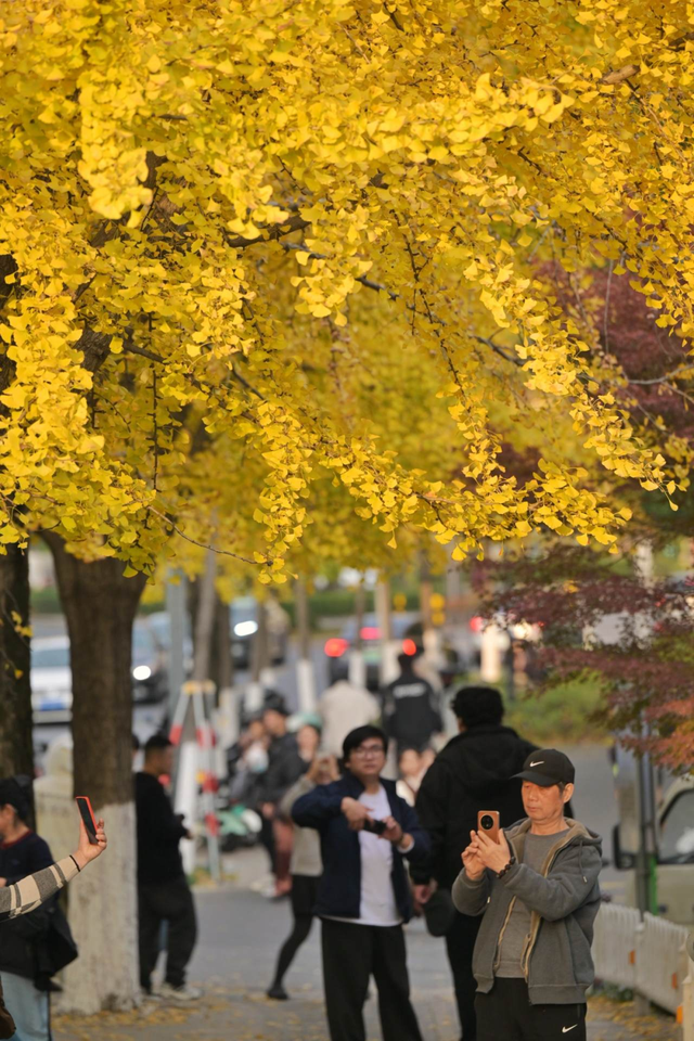 咔嚓~接下来的南湖，金灿灿！