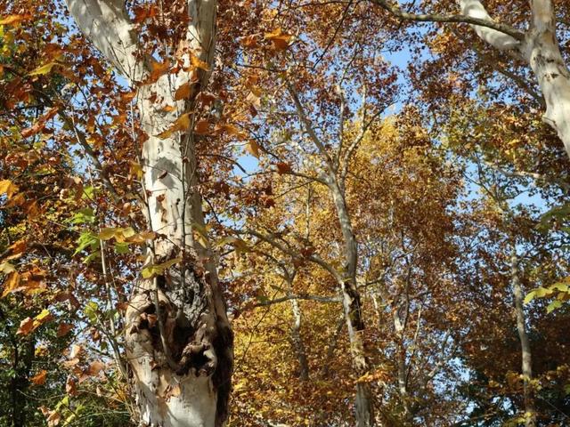 开福上新色：捕捉开福黄调时刻