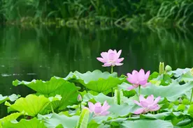 太美了！副中心公园荷花盛放，最佳观赏点位图片