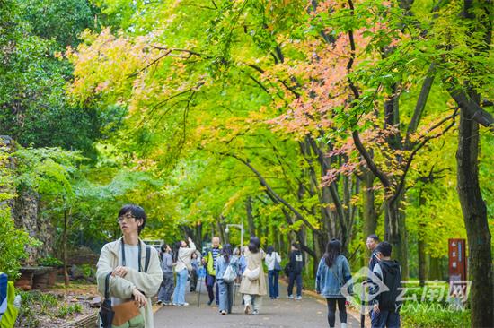 免费巴士串联三大园区 黑龙潭“枫潮艺术季”打造秋日文旅新体验