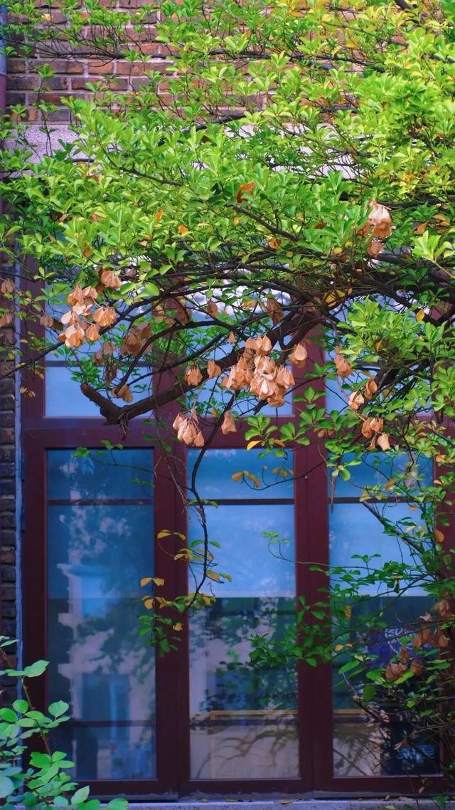 推开南开的窗，你会看到——