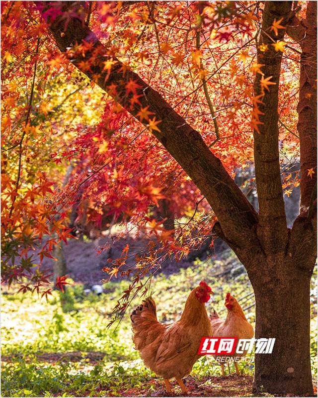 潘华摄影作品：漫步永州蓝山谷 邂逅湘江源头的层林尽染