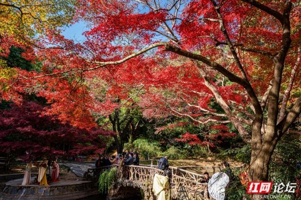 湖南烈士公园槭树湾：深秋不可错过的城市彩色秘境