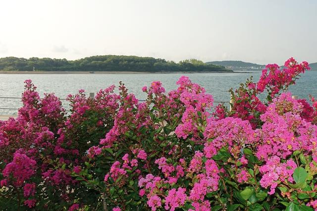 山东青岛盛夏繁花恣意绽放 海景相衬美不胜收