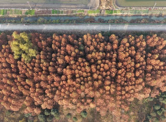 巢湖百余亩红杉林宛如斑斓油画