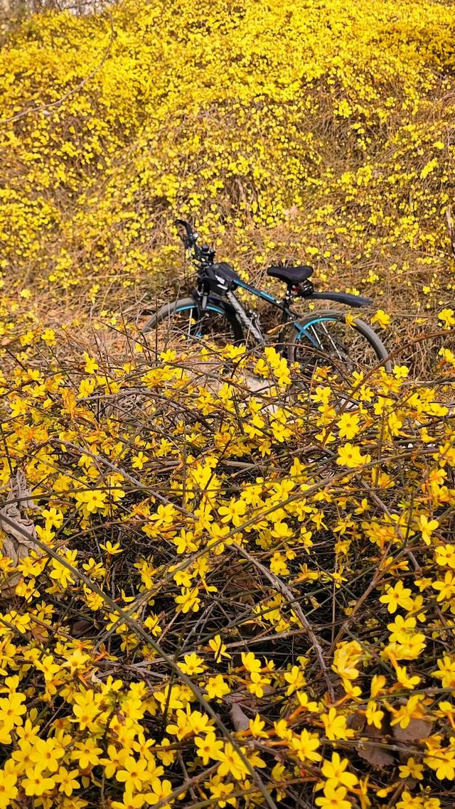春信｜误入迎春花谷，​整个世界瞬间明媚灿烂