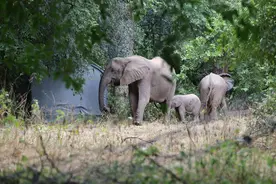 干旱严重　津巴布韦欲杀大象缓解水源争夺冲突图片