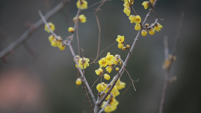 “Mei，我在连云港想开了！”