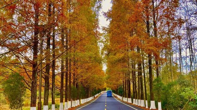 交旅融合看黄山！旅游风景道上跑出“加速度”！