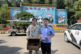 市民在家门口偶遇受伤小鸟，竟是国家二级保护动物红隼图片