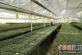 夷陵鸦鹊岭镇：深耕产业“沃土”助企业“拔节生长”图片