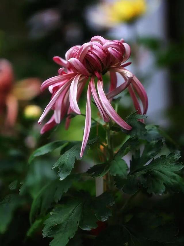 免费观赏！美到犯规