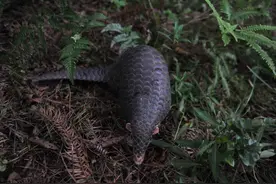 穿山？通乳？大补？关于穿山甲的八个误解图片