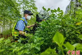 广西崇左边境管理支队破获一起特大跨国偷渡犯罪案件图片