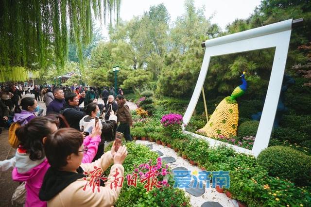 秋日胜景入画来！第46届趵突泉金秋菊展盛装启幕，泉城赏菊盛宴震撼登场
