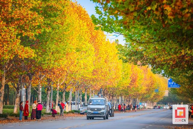 盐都冬日限定浪漫：板仓梧桐大道落叶铺就“金色地毯”