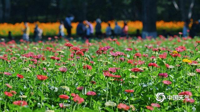 北京奥森公园：一片花海染秋光