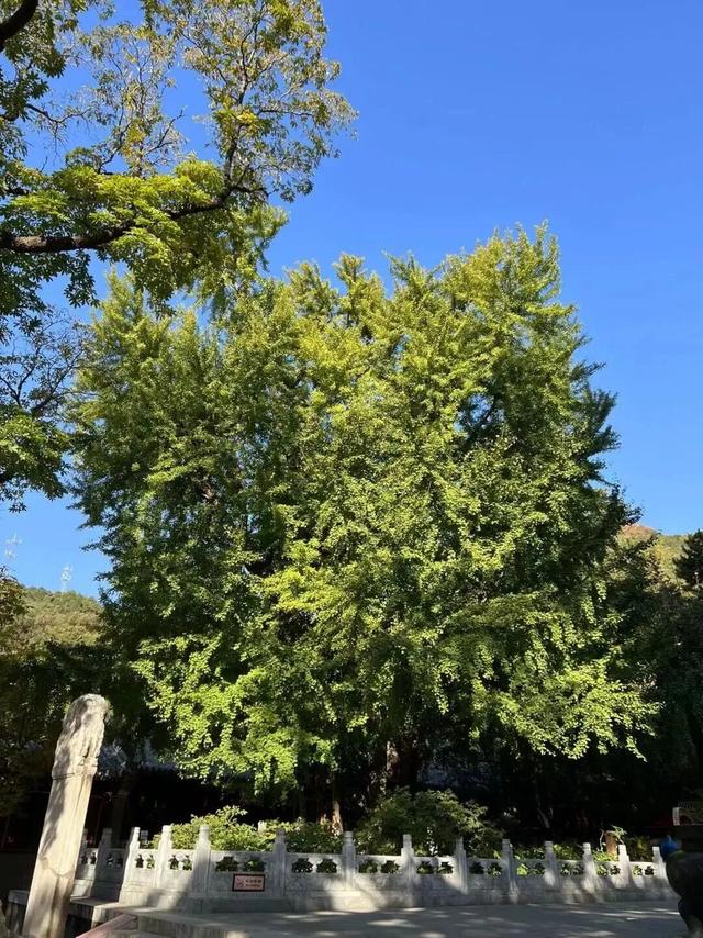 金色瀑布！北京这些千年古银杏正在最佳观赏期！