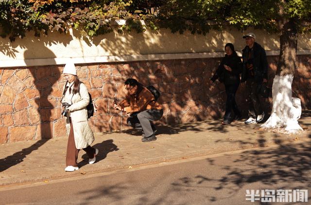 八大关枫叶抓紧看