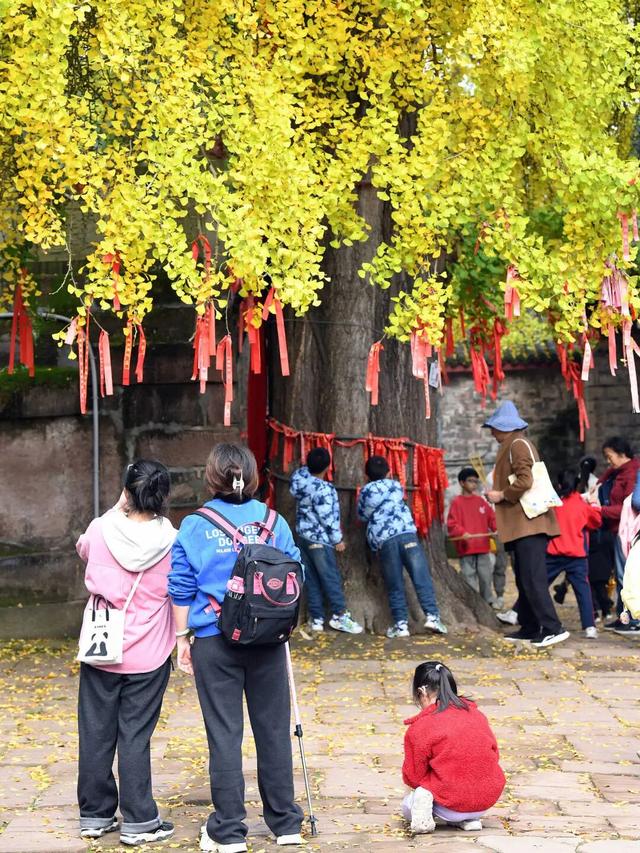 实拍！超美！成都这里的银杏黄了