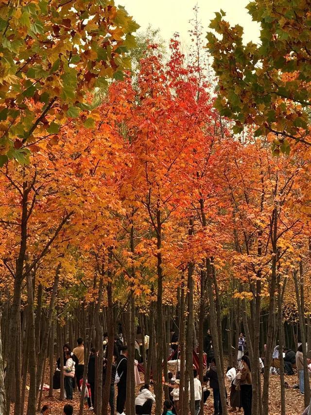 听说周末的石门坊挤爆了？哎，我有一计！