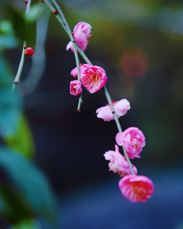新繁东湖，红梅花儿开正艳！