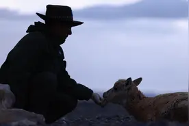 神奇动物在西藏｜迁徙路上藏羚羊的故事图片
