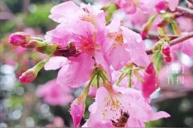 厦门狐尾山樱花开啦！雨后的樱花🌸灵动娇艳图片