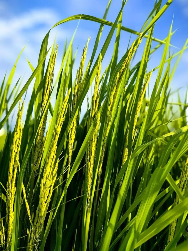 乐游绵阳 清凉一夏 ‖ 又是一年稻花香，游仙这个村庄美成治愈系油画！