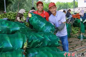 横州市：全力推动甜玉米产业升级发展图片