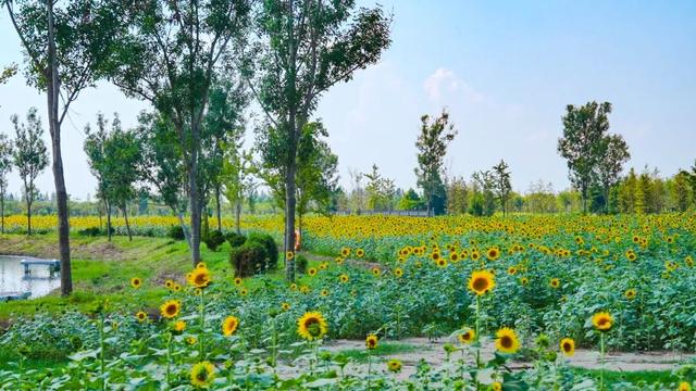 抓住最后观赏期！金秋花海新品种“波尔多红酒”、治愈“笑脸”…申工社×光明田原送游玩福利！