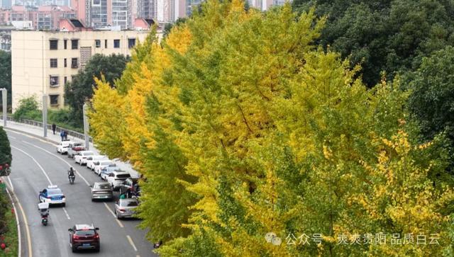 在白云！这个初冬阳光温暖，满是金黄！