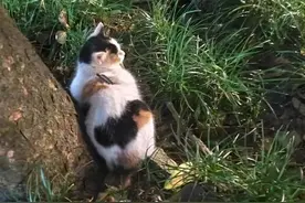 成都一流浪猫遭箭射穿身体，多人曾目睹有人射杀小动物，警方介入调查图片