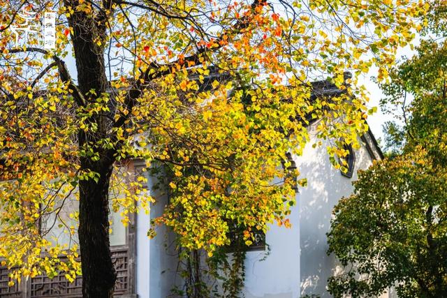 秦淮花事｜乌桕斑斓，半城秋色入画来