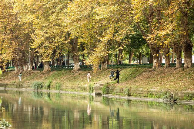 成都冬日梧桐叶美景上线 驷马桥沙河河畔梧桐颜色正好