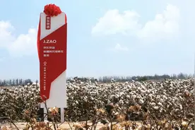 京东京造新疆阿瓦提棉花基地揭幕图片
