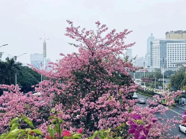 南宁秋日赏花攻略，带你一键解锁这份限定版的秋花图鉴！