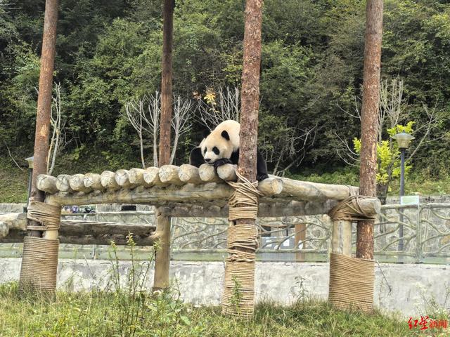 一路风景一路画！实探九绵高速：成都直达九寨沟，4小时穿梭仙境人间