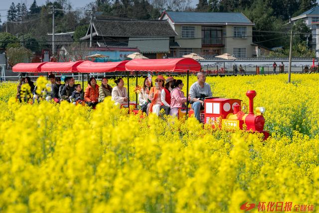图说 | 金色花海迎客来 稻香诗田春意浓