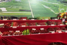 贵州辣椒：从“无辣不欢”到“香辣天下”图片