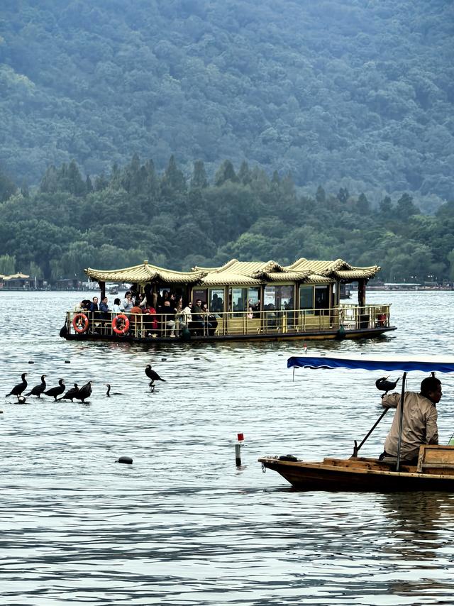 晚潮｜三潭石塔观鸬鸟
